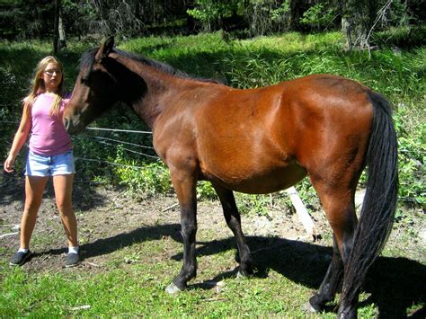 Horses near me - Therapeutic Riding and Equine-Assisted Therapy. Did you know that horses are incredible at adapting to our emotions and needs? THERIS was born out of the love for the horse …